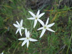 Leucocoryne alliacea