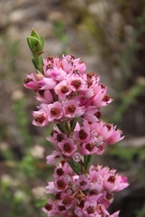 Erica corifolia