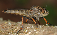 Pamponerus germanicus