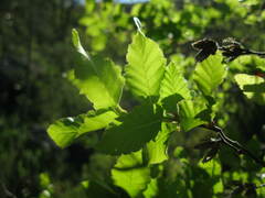 Nothofagus macrocarpa