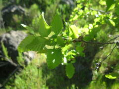 Nothofagus macrocarpa