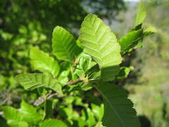 Nothofagus macrocarpa