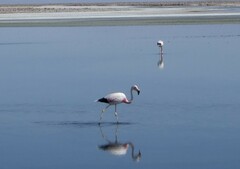 Phoenicoparrus andinus