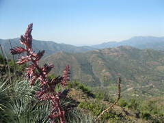 Puya coerulea