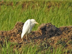 Bubulcus ibis