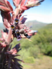 Puya coerulea