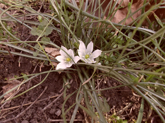 Ornithogalum