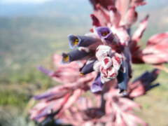 Puya coerulea