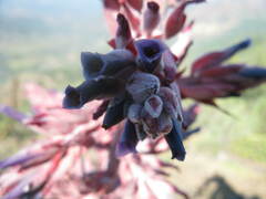 Puya coerulea