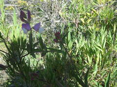 Lathyrus magellanicus