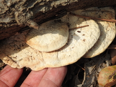 Trametes lactinea