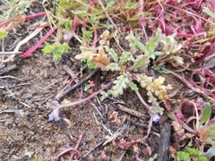 Phacelia stellaris