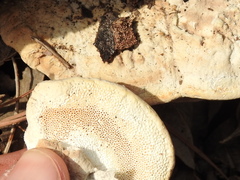 Trametes lactinea