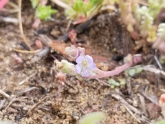 Phacelia stellaris
