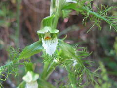 Bipinnula plumosa