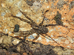 Acanthoctenus