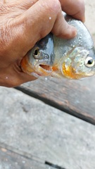 Pygopristis denticulata