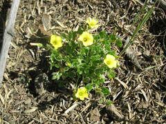 Oxalis laxa