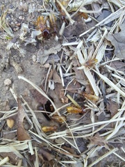 Microhodotermes viator