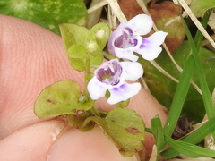 Clinopodium brownei