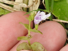 Clinopodium brownei