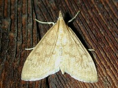 Saucrobotys futilalis