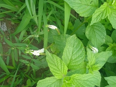 Heliotropium angiospermum