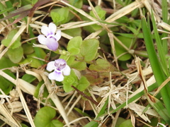 Clinopodium brownei