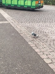 Columba livia domestica