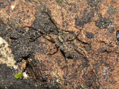 Acanthoctenus