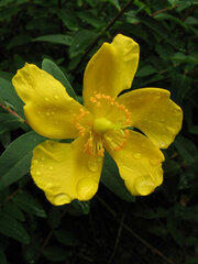 Hypericum × moserianum