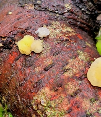 Naematelia encephala