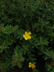 Hypericum × moserianum