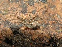 Acanthoctenus