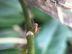 Oxyopes aglossus