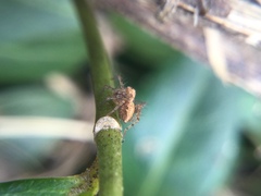 Oxyopes aglossus