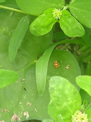 Psyllobora confluens