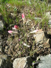 Leucocoryne alliacea