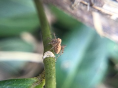 Oxyopes aglossus