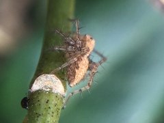 Oxyopes aglossus