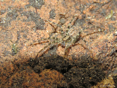 Acanthoctenus