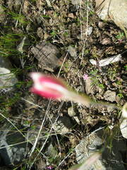 Leucocoryne alliacea
