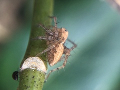 Oxyopes aglossus