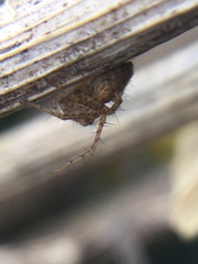 Oxyopes aglossus