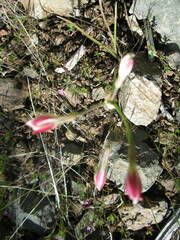 Leucocoryne alliacea