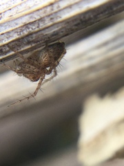 Oxyopes aglossus