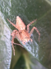 Oxyopes aglossus