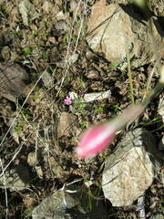 Leucocoryne alliacea