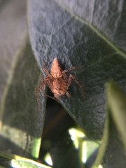 Oxyopes aglossus