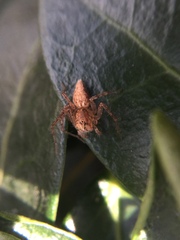 Oxyopes aglossus